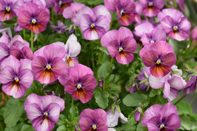 Blüten im Mai 004.JPG