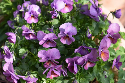 hochbeet, feigen, viola 003.JPG