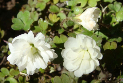 Oxalis magellanica20-44.jpg