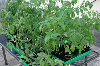Tomaten 2021-05-09.JPG