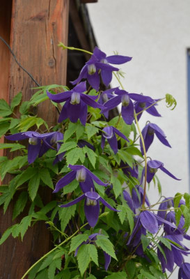 Clematis-unbekannt.21-3.jpg