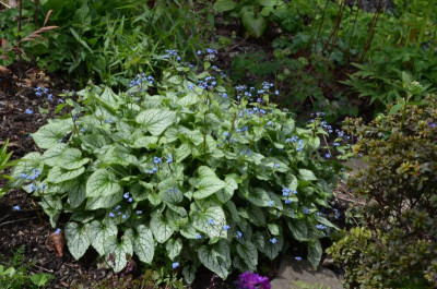 Brunnera-JackFrost.21-1.jpg