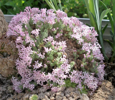 Asperula arcadiensis 09.05.21.JPG