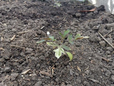 Tomate_0521.jpg
