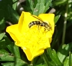Chelostoma florisomne 2021-05-09.jpg