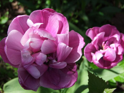 2021_0207Mai210097.JPG