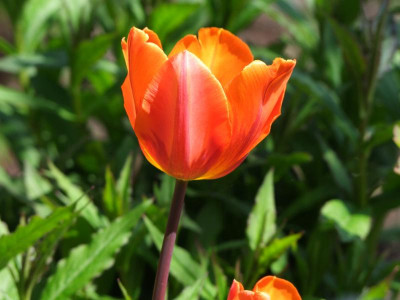 2021_0207Mai210101.JPG