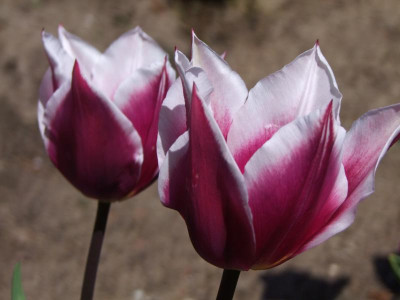 2021_0207Mai210119.JPG