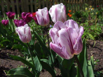 2021_0207Mai210123.JPG