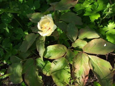 2021_0207Mai210063.JPG