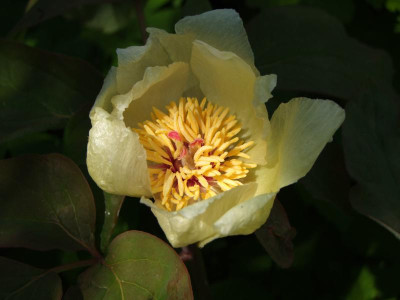 2021_0207Mai210062.JPG