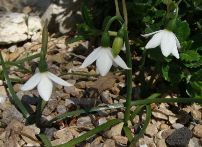 Acis nicaeensis21.jpg