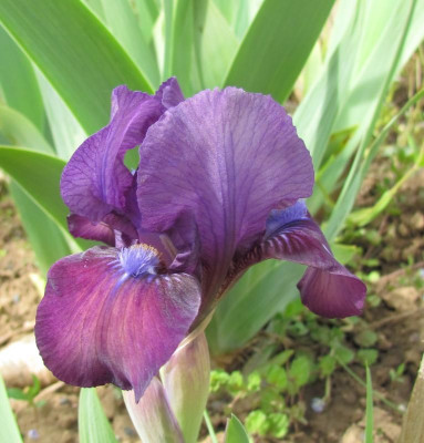 SDB Blueberry Sweetie.JPG