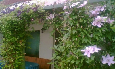 Clematis_07.jpg