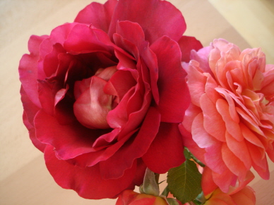 Fuer_Garten-pur.jpg