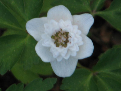 Anemone nemorosa Thekla2.JPG