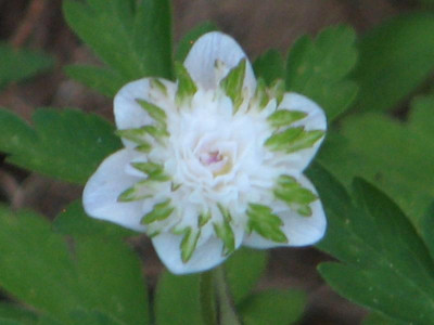 Anemone nemorosa Thekla3.JPG