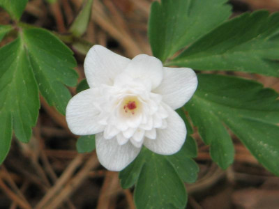 Anemone nemorosa Thekla.JPG