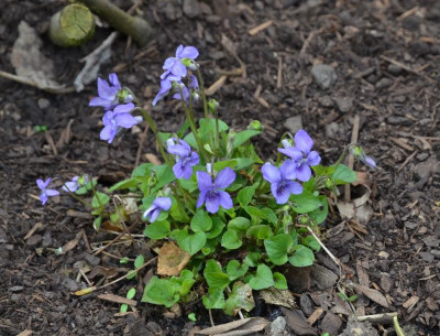 Viola.21-1.jpg