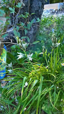 Camassia Blue Melody.jpg