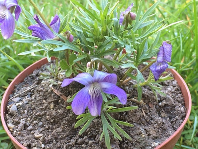 2021-05-10 Viola pedata 2.JPG