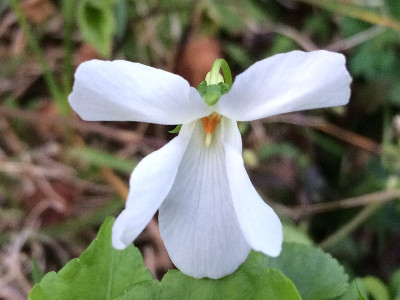 2021-05-09 Viola senamiensis.JPG