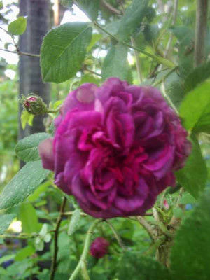 Raphael_Bl_5_06_Kopie.jpg