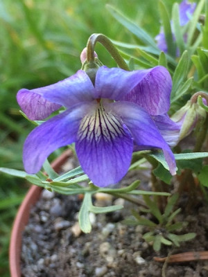 2021-05-10 Viola pedata.JPG
