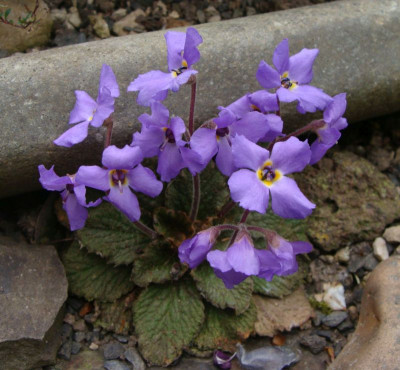 Jankemonda vandedemii21-4.jpg