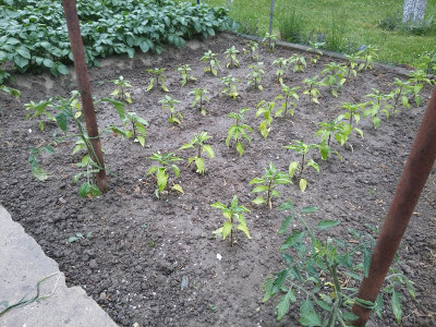 Paprika 210510.jpg