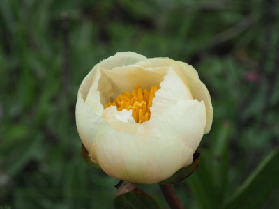 Paeonia Starlight P5100119.JPG