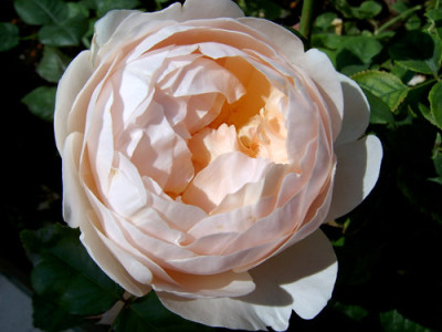 ambridge-rose_0704-kopie.jpg