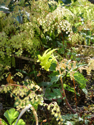 2021-05-10 Corydalis ellipticarpa 1.jpg