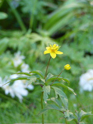 2021-05-10 Anemone ranunculoides 'Golden Dream'.jpg