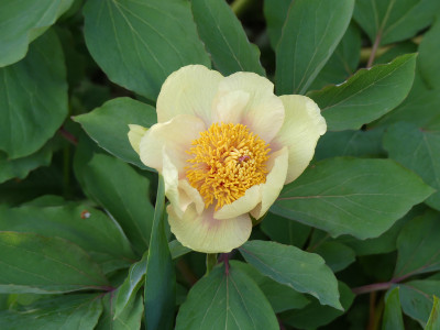 2021-05-10 Paeonia mlokosewitschii.jpg