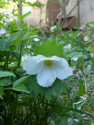 2021-05-10 Glaucidium palmatum 'Album''.jpg