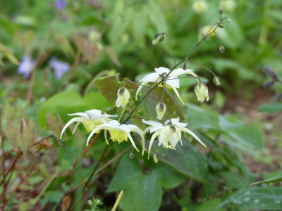 2021-05-10 Epimedium 'Egret' 1.jpg