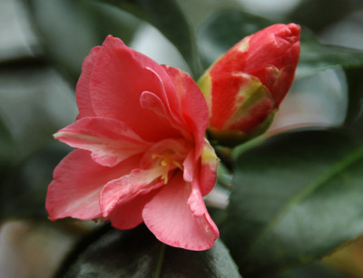Rudys-Magnoliflora_2.jpg