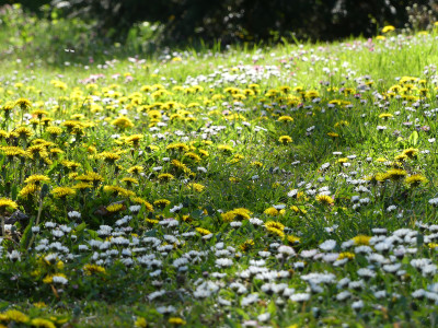 2021-05-10 Gartenimpressionen 3.jpg