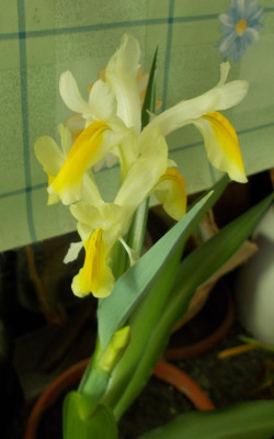DSCN2809_Iris_pseudocapnoides.jpg