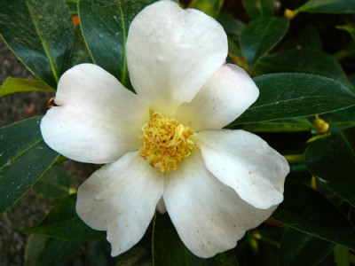 Apple-Blossom-sal..jpg