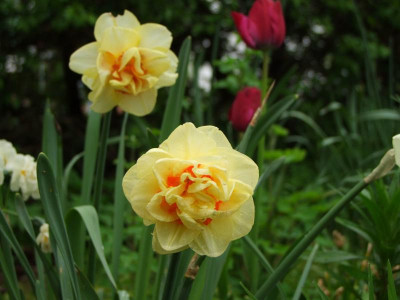 2021_020911Mai210072.JPG