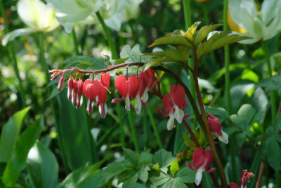DSCF4479_5513.JPG