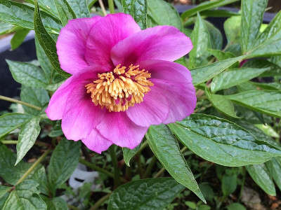 2021-05-11 Paeonia Mairei.JPG