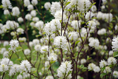 fothergilla1.jpg