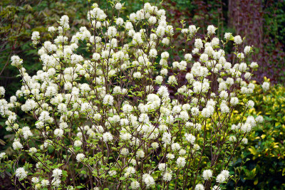 fothergilla2.jpg