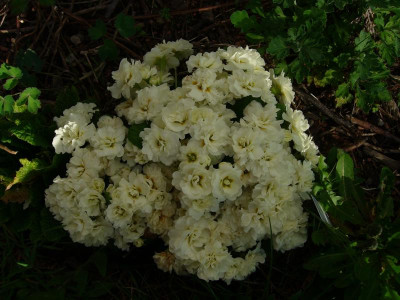P1050416.JPG