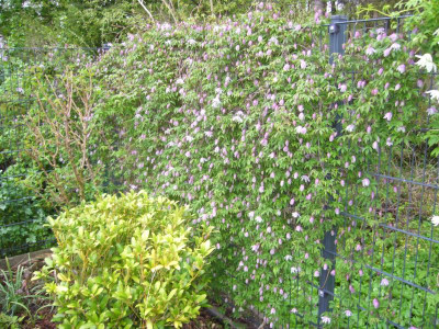 Clematis Cinderella 1.JPG