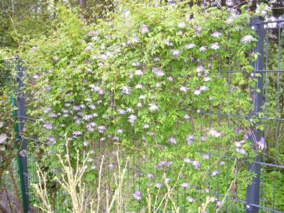 Clematis Blue Princess 3.JPG