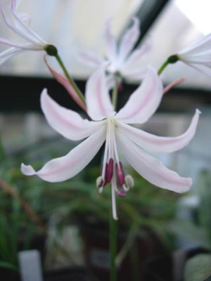 Amaryllidaceae1.jpg